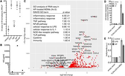 Haptoglobin buffers lipopolysaccharides to delay activation of NFκB